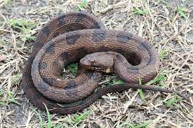 Nerodia Taxispilota Google Search Brown Water Snake Animals Snake