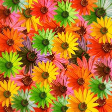 2 high definition romanticism high light ps brushes. Colorful Flowers Background Of Highdefinition Picture Free Photos For Free Download Flower Backgrounds Flowers Beautiful Flowers