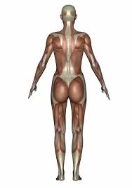 Human muscles vector art, front, back, side view. Anatomy Of Female Muscular System Back View 13012059 Framed Photos