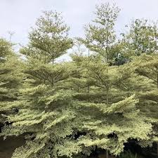 Image result for Terminalia griffithsiana