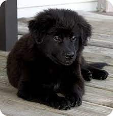 Houston Tx Border Collie Australian Shepherd Mix Meet Walter A Puppy For Adoption Http Www Adoptapet Co Working Dogs Australian Shepherd Puppy Adoption