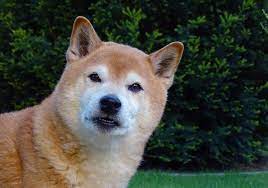 We now have a better alternative to buy shiba inu to avoid those miner fees we had to pay some weeks ago when we had no other option. Shiba Inu Coinbase Verschiebt Listing Kurs Sackt Um 12 Ab