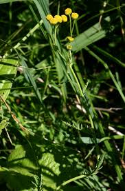 Image result for Nidorella pinnata