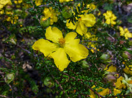 Image result for Hibbertia