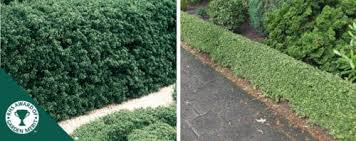 Ilex crenata 'convexa' ryan contreras steed's holly is an evergreen and grows tall and narrow. Buy Japanese Holly Hedging Ilex Crenata Hopes Grove Nurseries