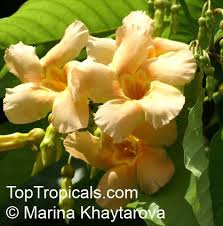 Image result for Marsdenia macrantha