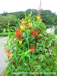 Image result for Gloriosa superba