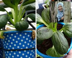 Sesuai namanya, hidroponik adalah cara bertanam menggunakan media air sehingga tidak memerlukan tanah atau area yang luas. Wanita Ni Tunjuk Satu Satu Cara Tanam Sayur Hidroponik Paling Best Ringkas Cantik Keluarga