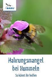 Im Juli Beginnt Die Hungerzeit Fur Hummel Co Nabu Bw In 2020 Hummeln Pflanzen Wildblumenwiese