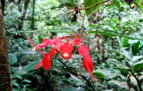 Trinidad caribbean rain forest flora plants flowers nature biodiversity. Common Plants Of The Amazon Rainforest Shiripuno Amazon Lodge