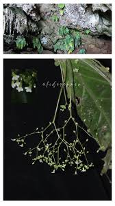 Image result for Scleria schimperiana