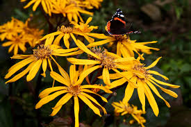 Image result for Eggelingia ligulifolia