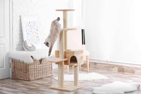 Below is our carefully curated list of cat trees and structures best suited for large breeds such as the beloved maine coon. Best Cat Tree For Large Cats Reviews Bigger Better Ipetcompanion