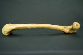 Image result for Femur Bone