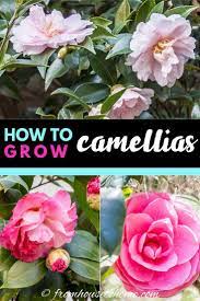 Camellia Care Guide How To Grow Gorgeous Camellias In Your Garden Gardening From House To Home Shade Loving Shrubs Grow Gorgeous Indoor Flowering Plants