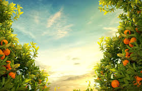 at what age does a citrus tree start to produce fruit