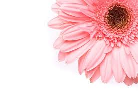 Pin On Pink