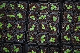 Venus flytrap seeds, plant seeds, insectivorous plant, 100 seeds. Support Local The Best Online Plant Stores In Canada