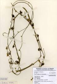 Image result for Vigna frutescens