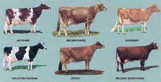 Is All Cow Milk Created Equal The Jersey Cow Cultivation Of A Cheesemonger
