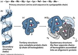 Primary structure of proteins • primary structure, the amino acid sequence, is specified by genetic information. Ppt Protein Structure Powerpoint Presentation Free To Download Id 3be092 Mzjlm