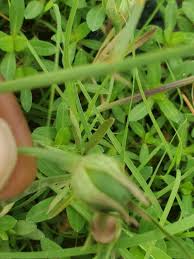 Image result for Cienfuegosia digitata