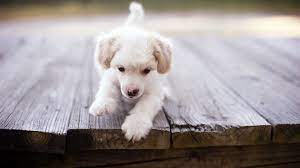 Auntconnie Cute Puppies Cute Puppy Wallpaper Free Puppies