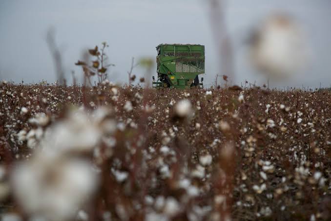 Climate Crisis Takes Toll on Greek Cotton Production - tovima.com