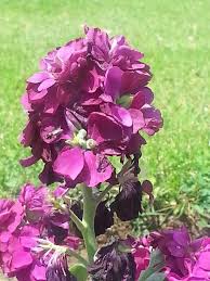 Jammu city is the largest city in jammu and the winter capital of jammu and kashmir. Kashmir Valley Valley Of Flowers Flowers Plants