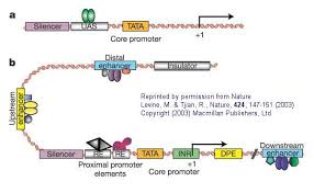Promoters Regulatory Regions Macmillan Publishers Promotion Enhancement