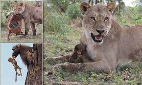 Baby Baboon Suckles Lioness After Mother Is Killed Daily Mail Online