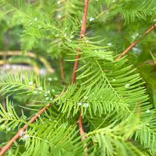 Image result for Taxodium