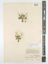 Image result for Microcharis annua