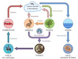 Carbon Cycle Bioninja