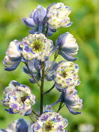 Image result for Delphinium leroyi