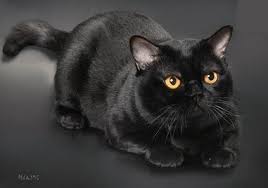 Bombay Cat Black American Shorthair Cat History Rokstarr Bombay Cattery American Shorthair Cat Cats Bombay Cat
