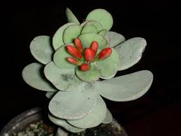 Kalanchoe Scapigera Succulent Gardening Planting Succulents Weird Plants
