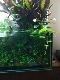 Aquascaping Cool Fish Tank Decorations Aquascape Aquarium Goldfish Aquarium