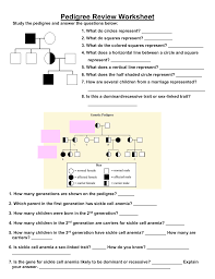 They are also used when trying to determine the predisposition of someone to carry a hereditary disease for pedigree activity. Pedigree Review Worksheet