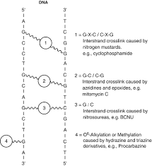 Image result for Alkylating Agent