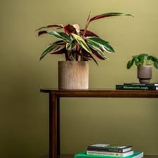 Image result for Begonia oxyloba