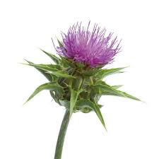 Entgiftet und reinigt den körper. Mariendistel Wirkung Anwendung Pascoe Naturmedizin