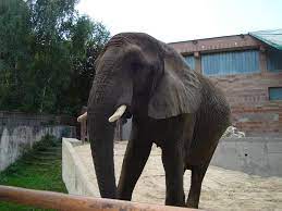 Check spelling or type a new query. Zoo Bojnice Chata Uhorcik Terchova