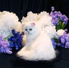Chinchilla cats are the most elegant and exotic cats of the persian breed. Silver Chinchilla Cats