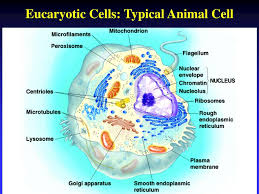 Plant cells have the same structures as animal cells except for chloroplast, cell wall, and amyloplast. Ppt Chapter 4 Cell Structure A Tour Of The Cell Powerpoint Presentation Id 5706390