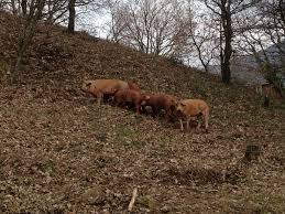 Find and book deals on the best villas in aubenas, france! Eleveurs De Porc A Aubenas 07200 Porcs En Vente Directe Producteur