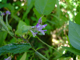 Image result for Amphicarpaea africana