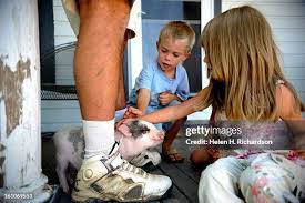 138 Pig Brother Stock Photos, High-Res Pictures, and Images