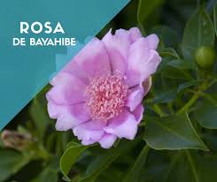 Millones de personas utilizan skyscanner para encontrar las mejores ofertas de vuelo al instante. La Ruta 3 Rd Rosa De Bayahibe Flor Nacional De La Republica Dominicana