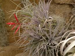 If you're looking to grow a few types of air plants or have never heard of them at all, the information here is going to be useful either. How To Grow And Care For Air Plants Hgtv